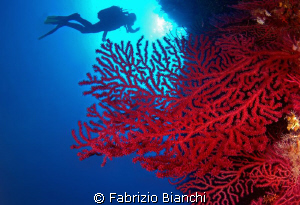 Parco Marino di Portofino, 30 m deep
Red sea fan by Fabrizio Bianchi 